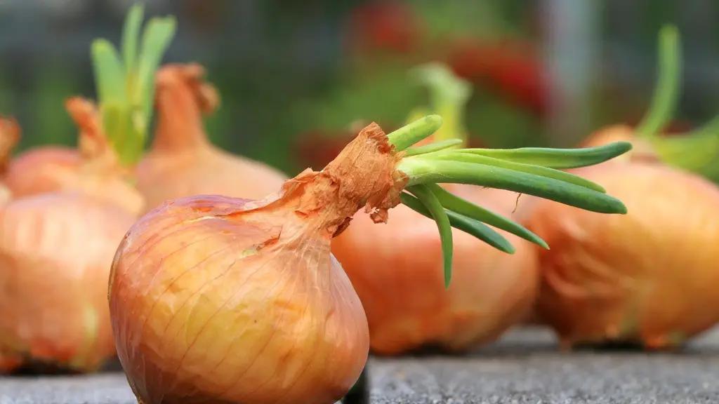 Минэкономики поручено принять меры для сдерживания цен на лук