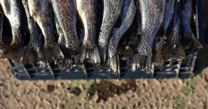 Чилийцы заинтересованы в рыболовном хозяйстве Кыргызстана