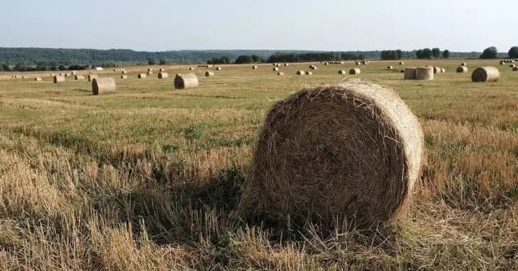 Минсельхозу передадут 75% рентабельных сельхозугодий Госфонда