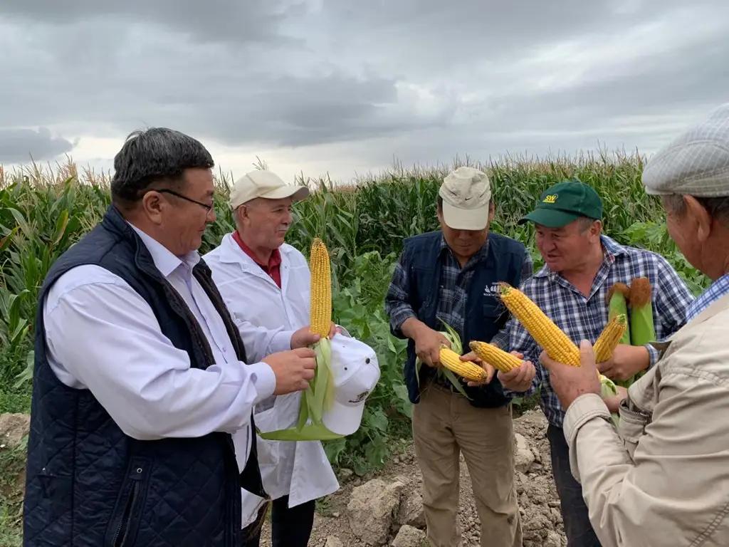 Урожайность кукурузы составит 11-12 тонн с гектара