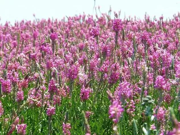 Для всех областей страны на 12 млн сомов закупят семена эспарцета