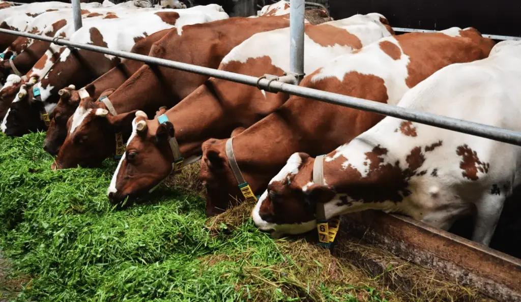 На молочный сектор выделят $5 млн