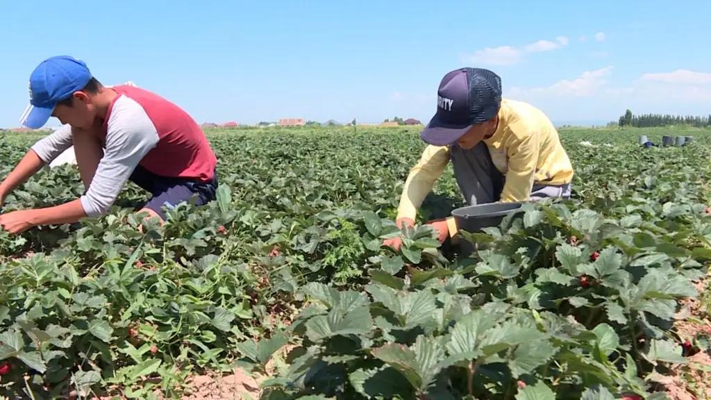 В Центральной Азии улучшается ситуация с продовольственной безопасностью