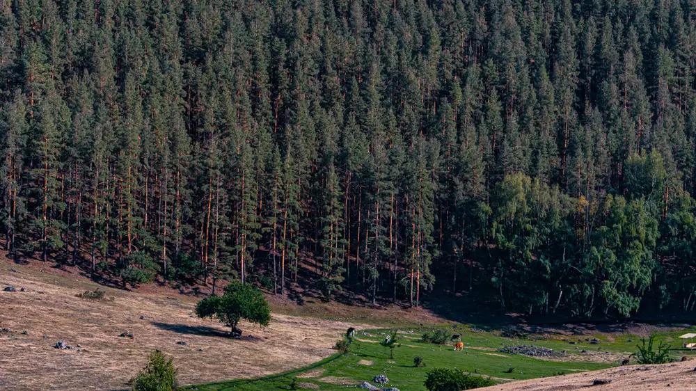 Доноры инвестируют в леса Кыргызстана почти $30 млн