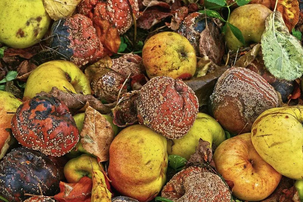 В странах ЦА пропадает до 25% собранных фруктов и овощей — АБР