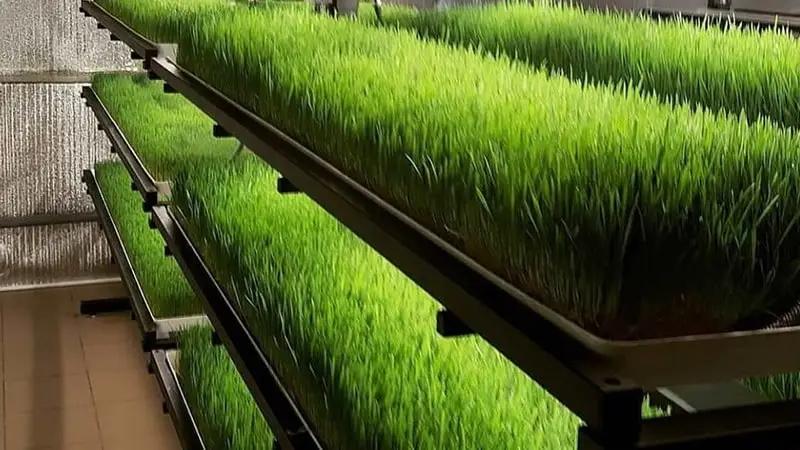 Освоение гидропонных кормов является приоритетом для Минводсельпрома