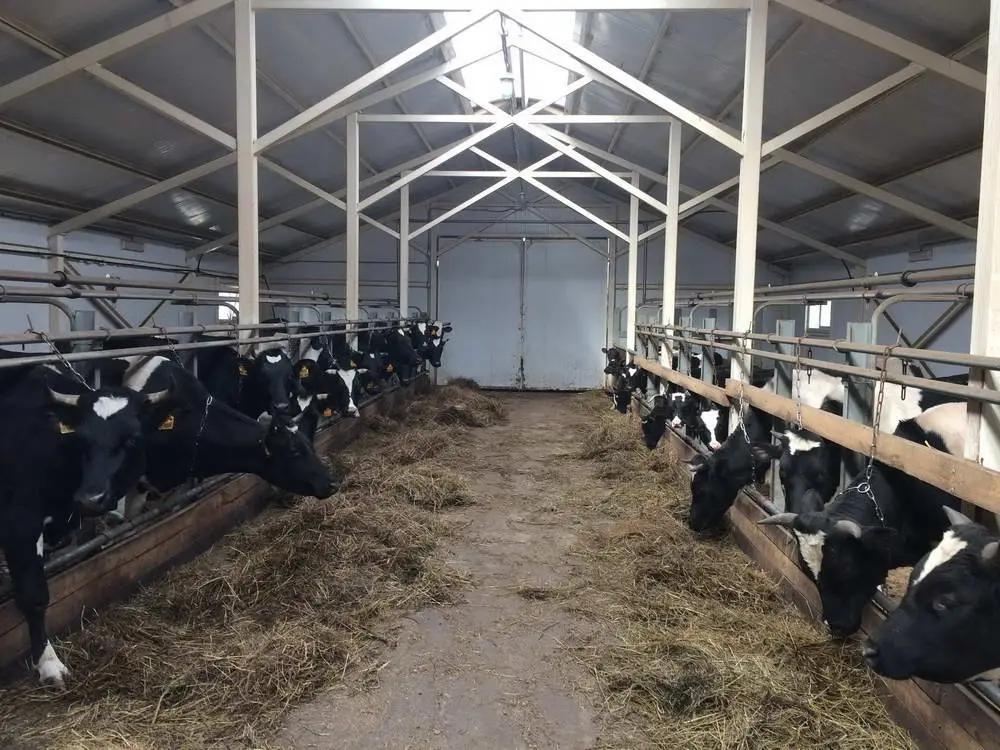 В Кыргызстане построят ферму на 100 тысяч голов КРС