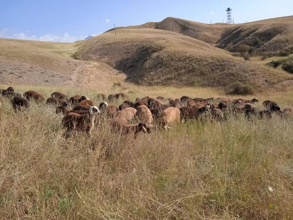Кыргызстанец пытался незаконно перегнать в Узбекистан скот на 800 тысяч сомов