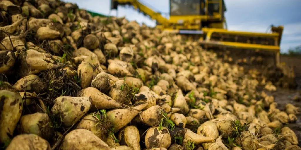 В КР в 2020 году собрали почти на 40% меньше сахарной свеклы