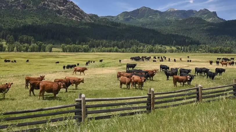 В Кыргызстане усиливают продуктивность пастбищ