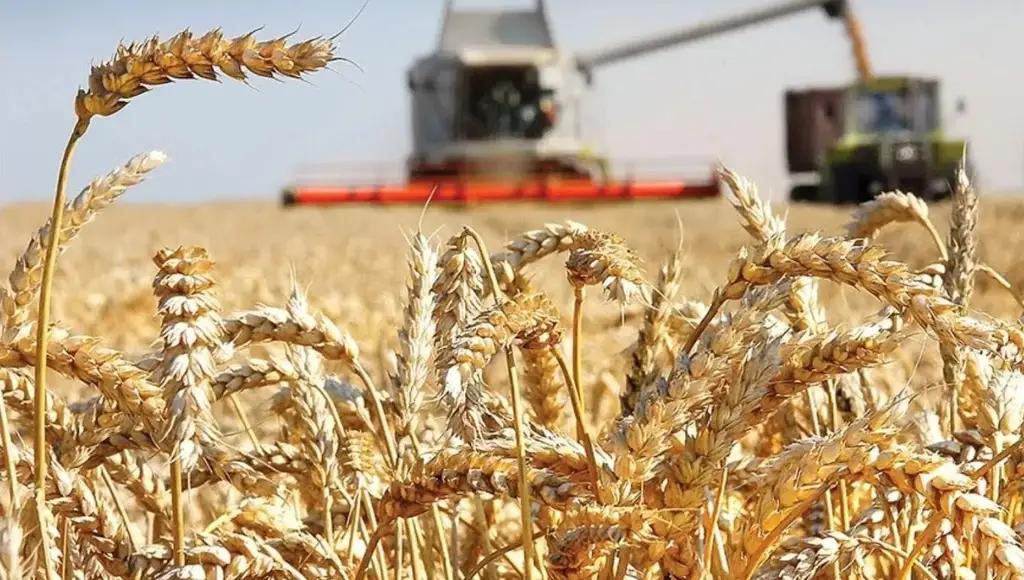 Из-за засухи собрано на 46.8% меньше зерна, чем в 2020 году