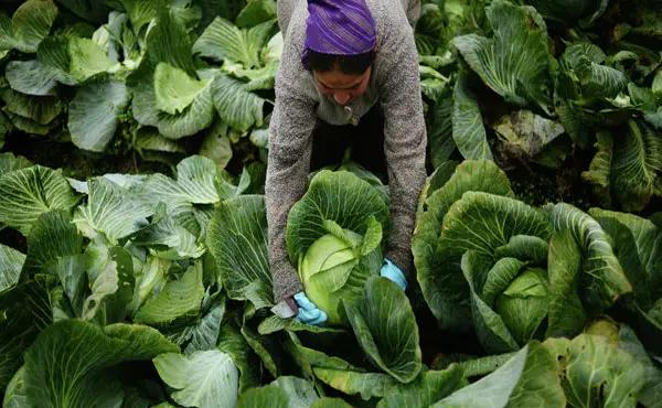 Льготные кредиты фермерам будут выдавать 5 комбанков