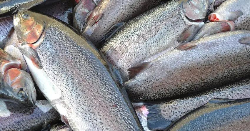 В Кыргызстане производство рыбы выросло вдвое, ее экспорт — в 1.5 раза