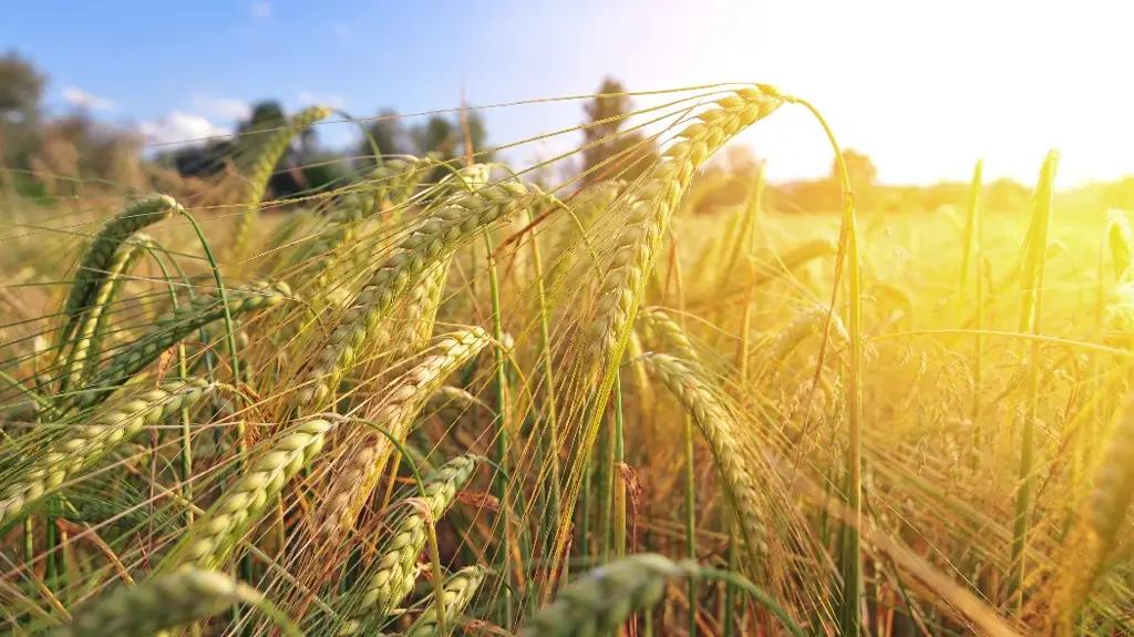 По проекту «ФСХ-10» выдали более 8 тысяч кредитов на 4.4 млрд сомов