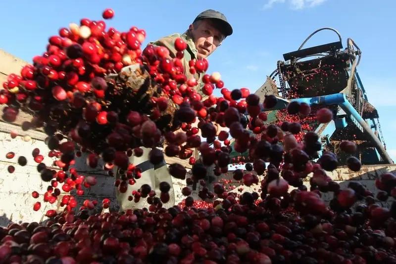 Кыргызстану рекомендовали укрупнить производство для выхода на рынок РФ