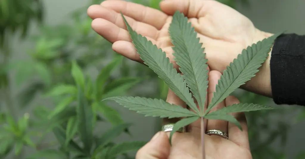 Microsoft теперь принимает участие в бизнесе по производству марихуаны