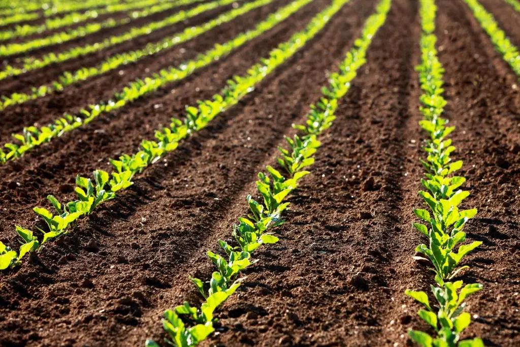 Фермер из Иссык-Кульской области предложил альтернативу картофелю