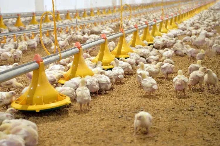 В Иссык-Кульской области запустили птицефабрику стоимостью в $3.5 млн