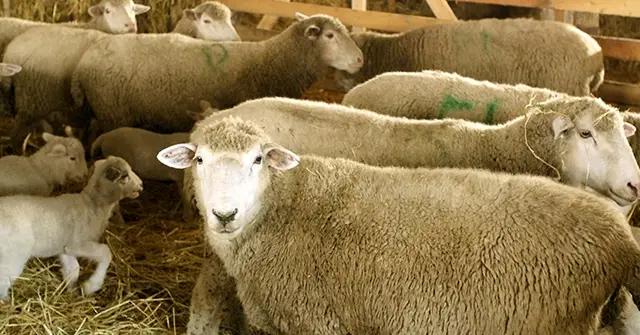 Атамбаев одобрил получение гранта от Индонезии и ИБР на закупку семенного материала