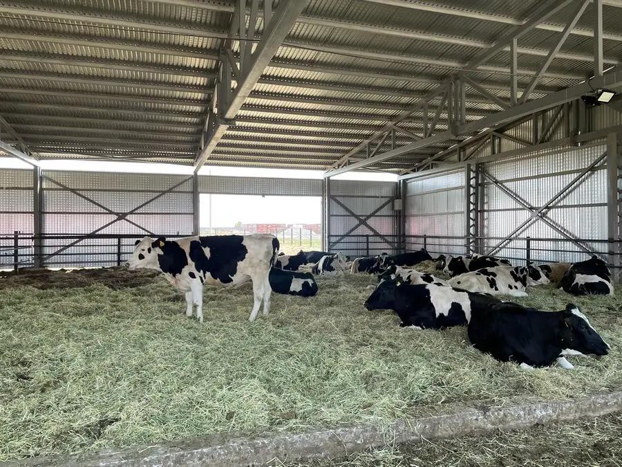 В Кыргызстане будут генетически улучшать крупный рогатый скот