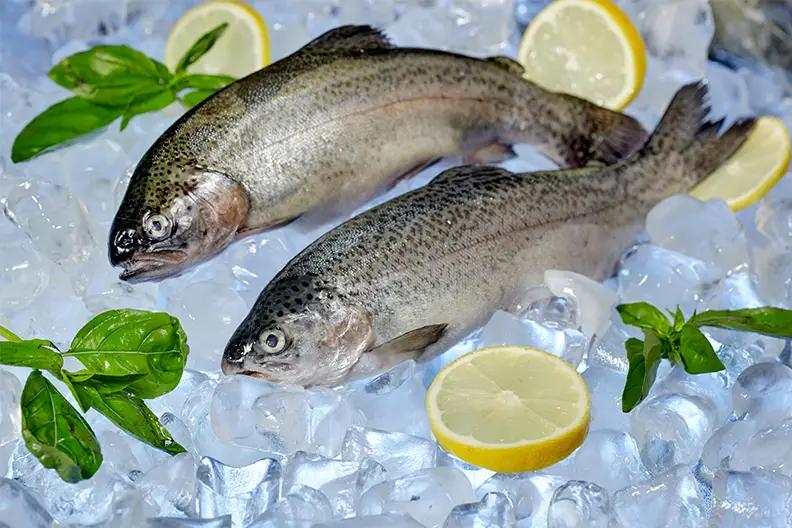 Отечественная компания будет поставлять форель в Россию