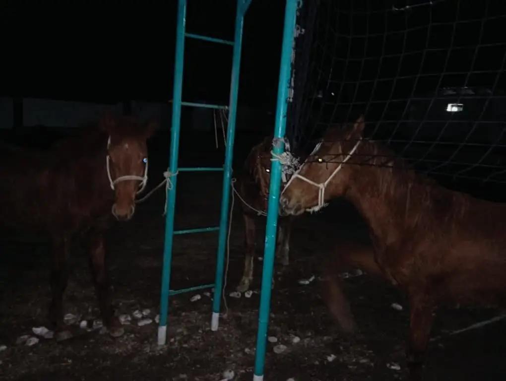 В Джалал-Абадской области выявили контрабанду на 700 млн сомов