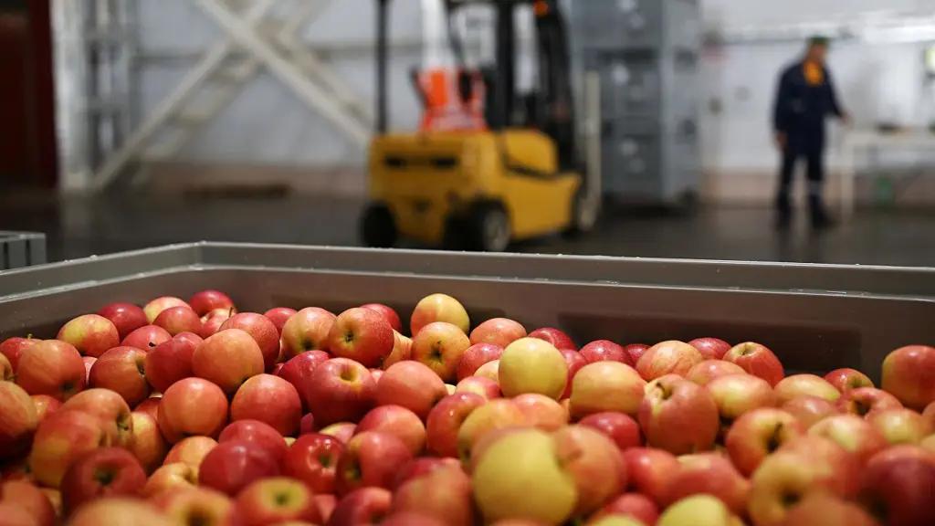 Из каких стран Кыргызстан импортировал яблоки в этом году