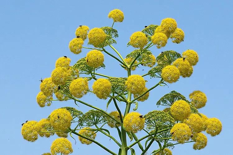 В Кыргызстане развивают выращивание ферулы как перспективный источник дохода для фермеров