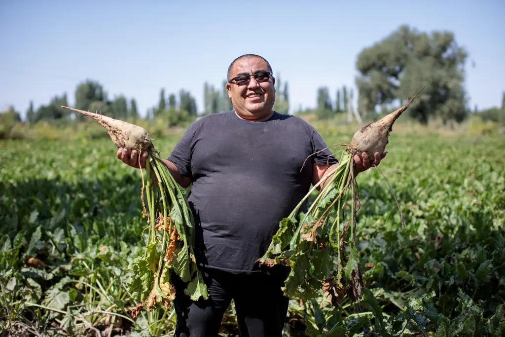 Сахарные заводы «Каинды-Кант» и «Кошой» переработали свыше 245 тысяч тонн свеклы