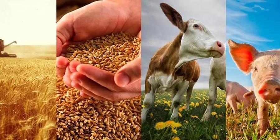 Кыргызстан готовится удвоить экспорт сельхозпродукции к 2030 году