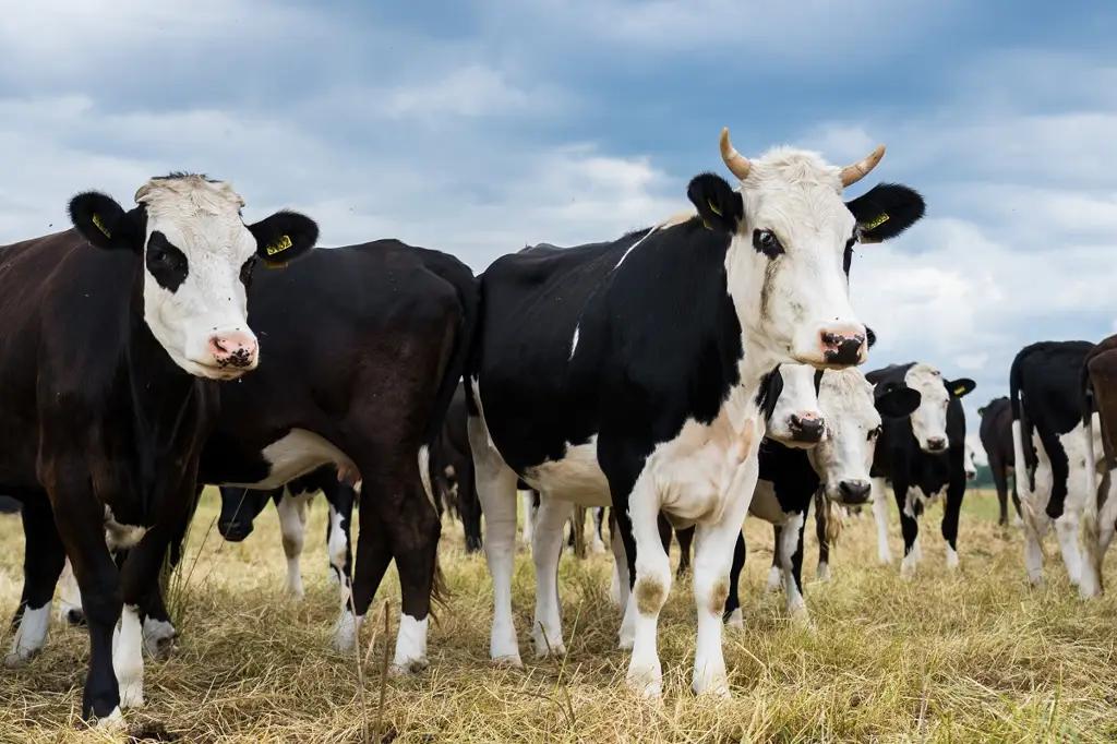 Кыргызстан утроил экспорт скота и нашел новый рынок сбыта