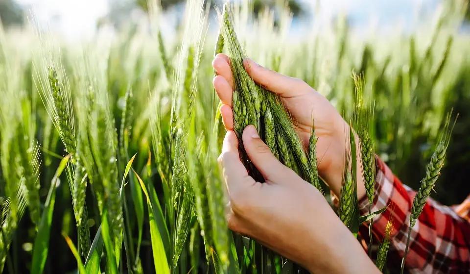 ОАО «Гарантийный фонд» предоставило 2.32 млрд сомов сельскохозяйственному сектору