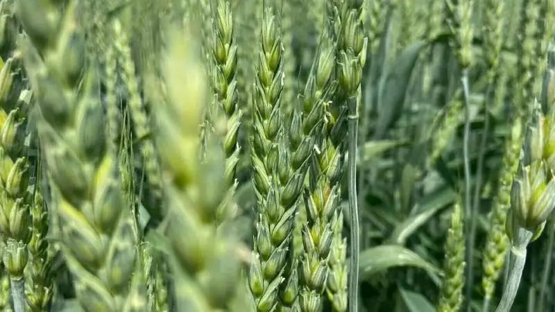 It is planned to sow 190 thousand hectares of winter wheat for the 2025 harvest