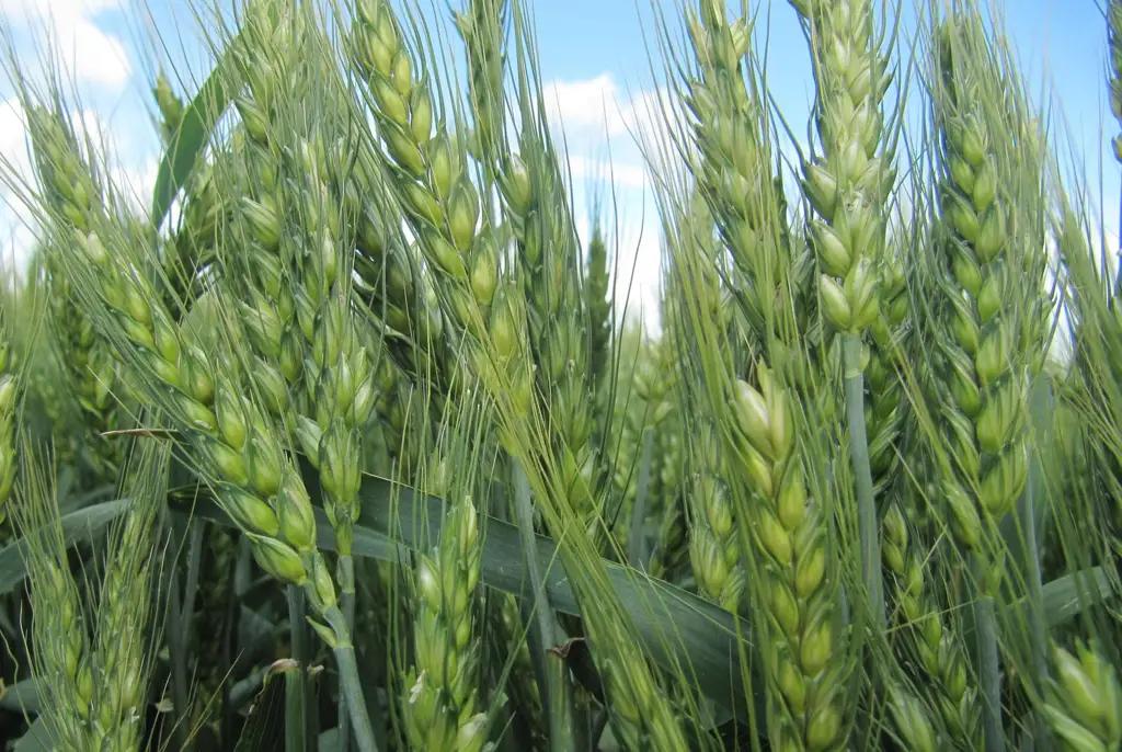 Для урожая 2025 года для посева озимой пшеницы запланировано 190 тысяч гектаров