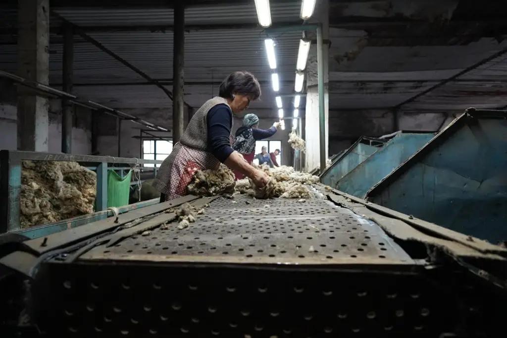 В Нарынской области открываются предприятия по переработке шерсти и производству сафлорового масла