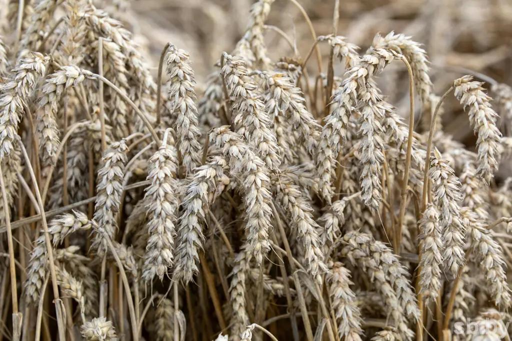 ЕЭК запланировала индикативные балансы на 2025 год по ключевым агропродуктам