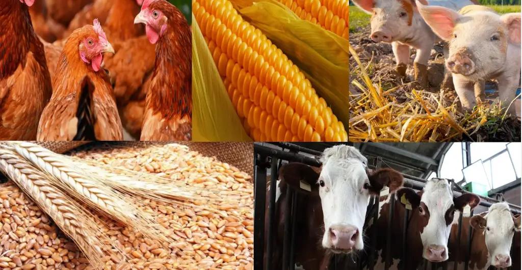 На замену ФСХ. Минводсельпром будет поддерживать сельхозобъединения