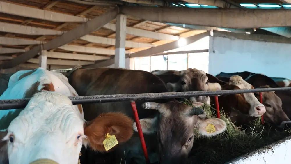 Kyrgyzstan has temporarily banned the export of farm animals
