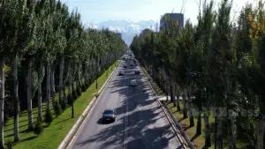 Бишкектин Айтматов проспектине жаңы көчөттөр ушул айда отургузулат