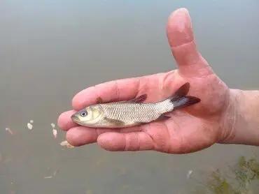 В Узгенском районе строят инкубационный цех для увеличения производства рыбы