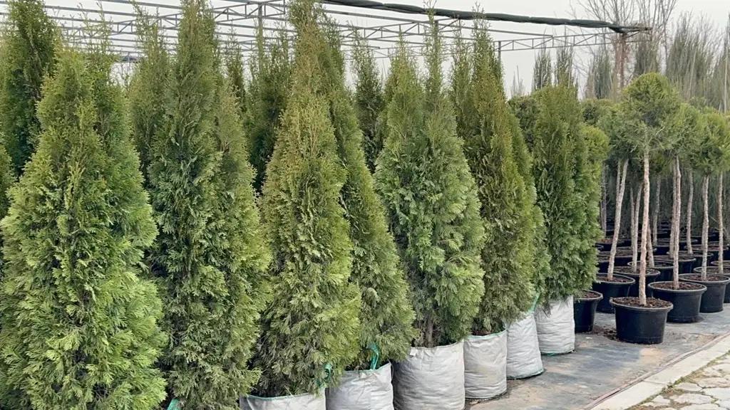 В Аламудунском районе выращивают более 150 тысяч саженцев декоративных растений