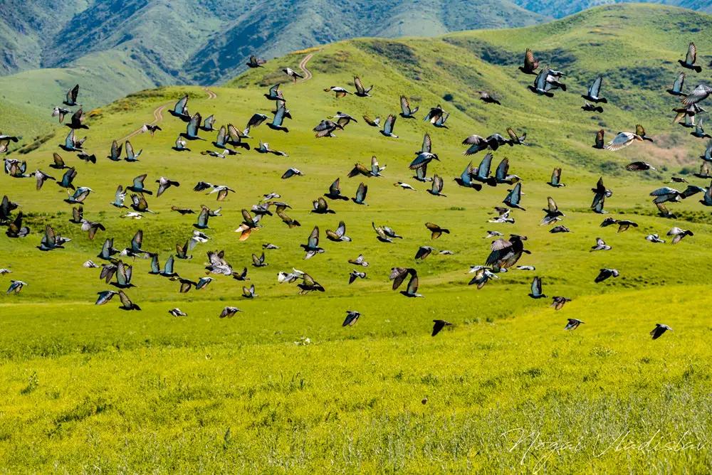 На части весенних пастбищ будет ограничен выпас скота