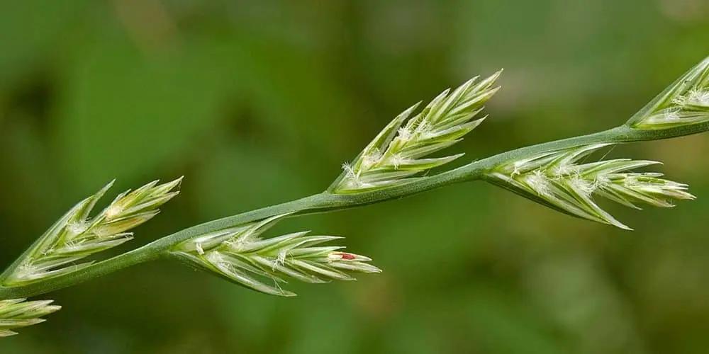 В Кыргызстане начаты работы по посеву семян пастбищных трав