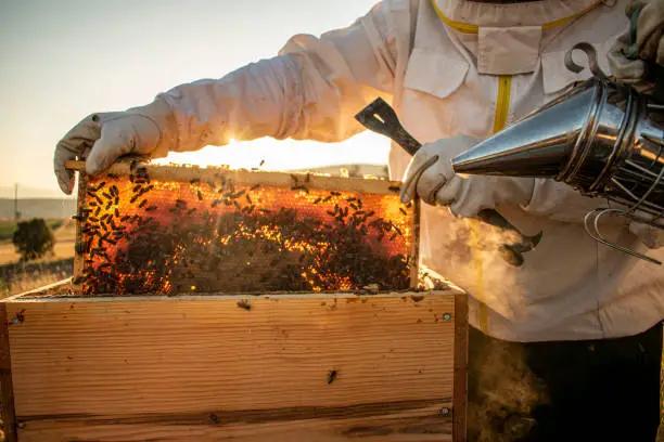 Participants in the Social Contract programme opened 254 apiaries across the country