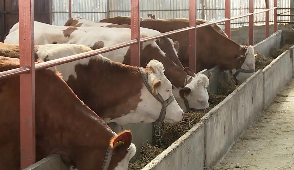 Почти 99% сельхозпроизводства в Кыргызстане приходится на животноводство