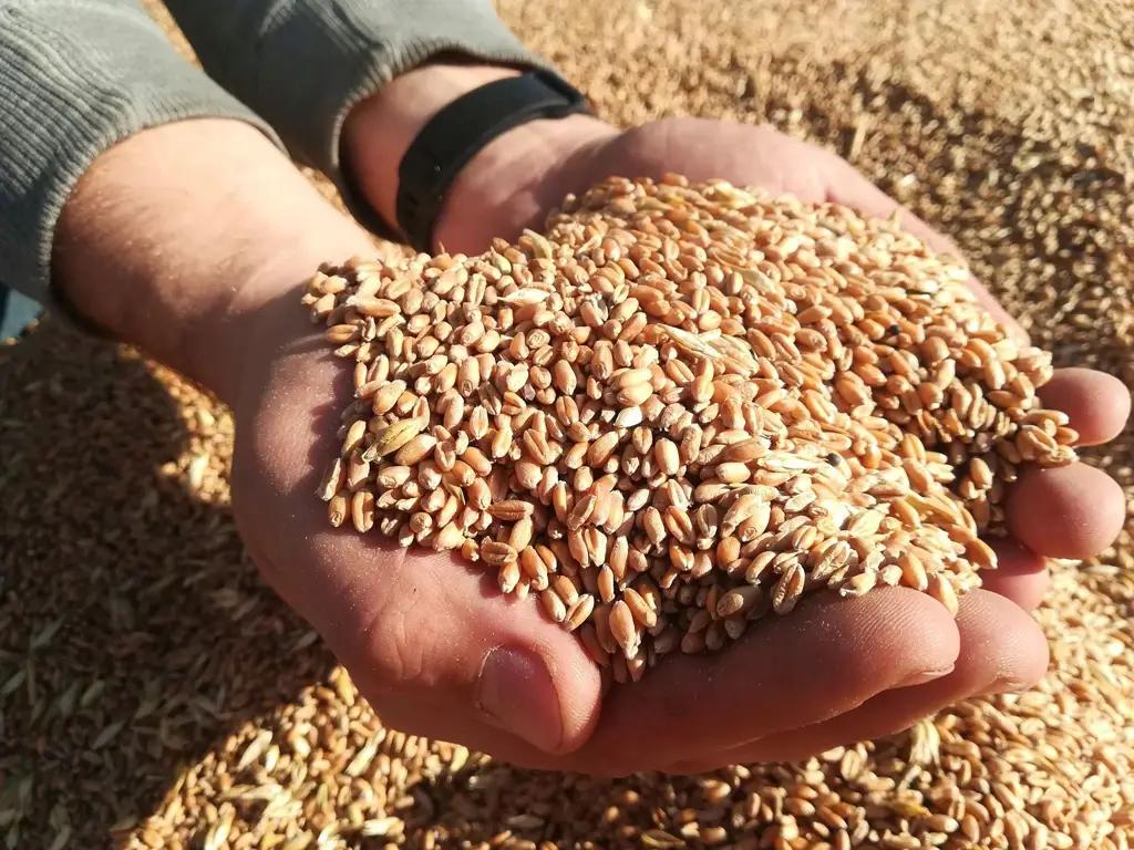 Kyrgyzstan is almost fully supplied with seeds