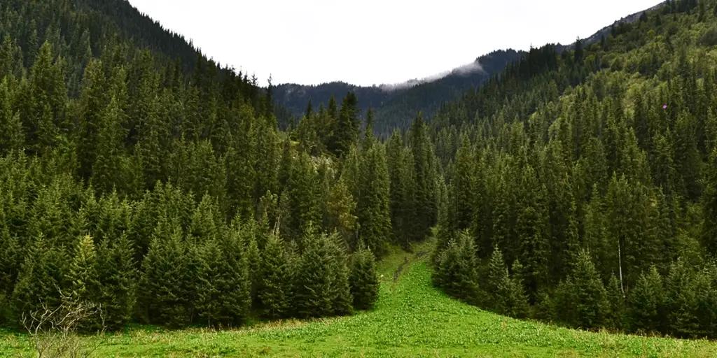 Женщины составляют 11% сотрудников Лесной службы Кыргызстана