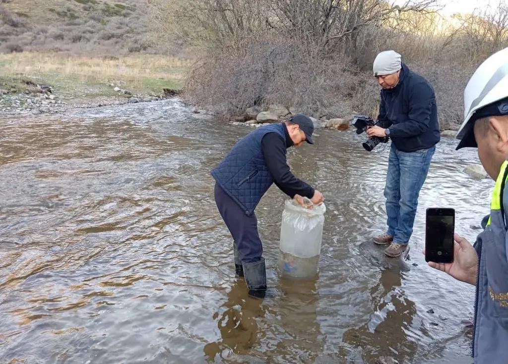 В реки Таласского района выпущены мальки иссык-кульской форели
