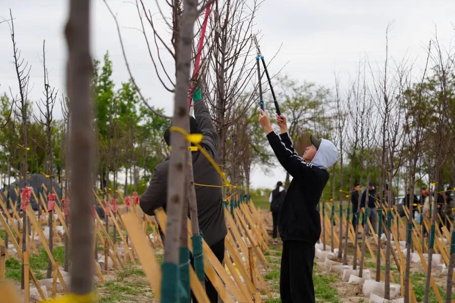 В Бишкеке появится большой питомник высокорослых саженцев и кустарников