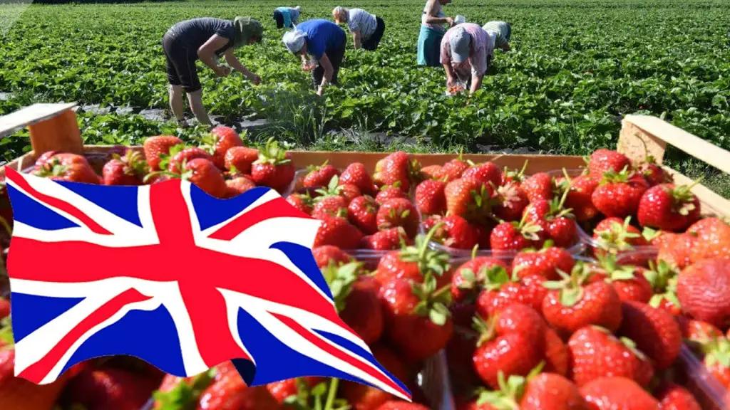 UK allocates 45 thousand quotas for seasonal workers from Central Asia - 30 per cent will go to Kyrgyz citizens